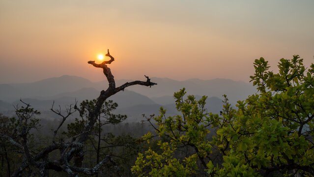 Sunset Through Tree Branch at Pai Canyon, Thailand