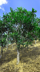 400 year old Tea plantation