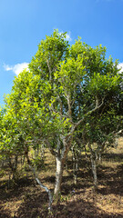 400 year old Tea plantation