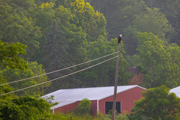 Bald eagle on the power pole