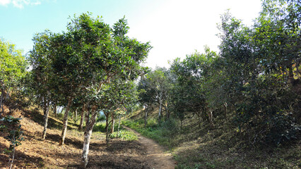400 year old Tea plantation