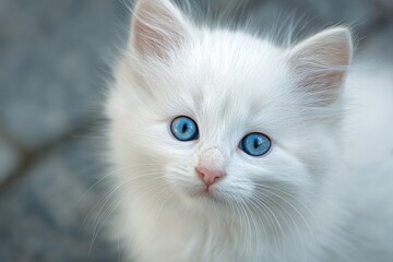 Fototapeta premium Fluffy white kitten with bright blue eyes sitting on a stone surface during a sunny afternoon in a cozy garden