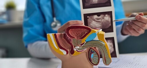 Model of male reproductive system anatomy in a doctor office concept