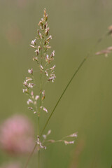 Redtop grass in Alaska