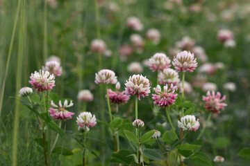 Clovers growing in interior Alaska