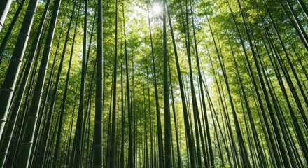 Sunlight filters through a dense canopy of towering, green bamboo