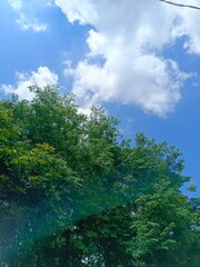 Green Trees and Blue Sky with Fluffy Clouds