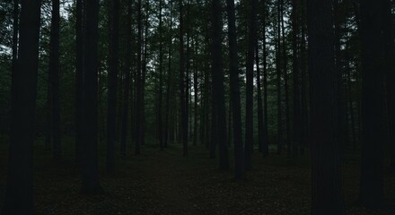 Fototapeta premium A dark forest with tall trees reaching towards the sky