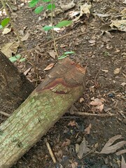 Textured Cut Log on Forest Floor with Green Moss