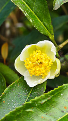 The tea flowers are blooming