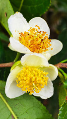 The tea flowers are blooming