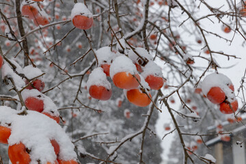 雪が積もった熟した柿の実