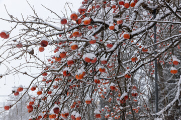 雪が積もった柿の木