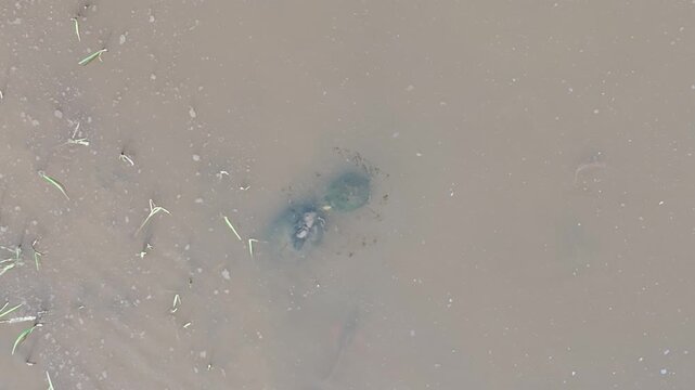 Top-down aerial drone shot of muddy water with small dark vegetation patches drifting in a creek near Charleston, South Carolina.