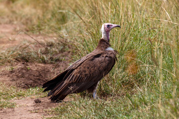 Obraz premium Buitre encapuchado de pie en la sabana, Reserva Nacional Masái Mara, Kenia