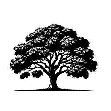 Mango Tree Vector Illustration in Tropical Nature Style