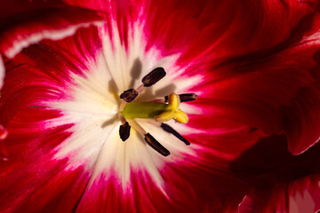 Tulip petals and pistil close-up. Botanical tulip macro image. Natural tulips bloom detail. Tulip flower structure macro. Elegant tulip macro composition.