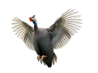 Guineafowl in flight isolated on transparent background