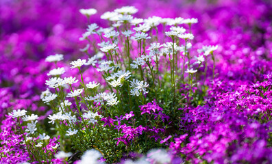 Obraz premium Spring floral background suits nature design. Spring blooming plants show seasonal renewal. Spring flowers create a peaceful atmosphere. Spring colorful blossoms highlight natural beauty.
