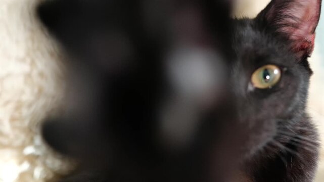 Cinematic slow motion close-up of a sleek black cat with striking yellow eyes reaching out to paw at the camera lens while resting on a luxury sheepskin rug. Perfect for high-end pet commercials.