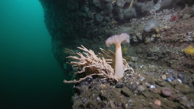 Finger sponge growing on rocky sea floor in Perc&eacute;, Quebec, underwater 4K 60FPS marine wildlife footage showcasing cold Atlantic benthic ecosystem