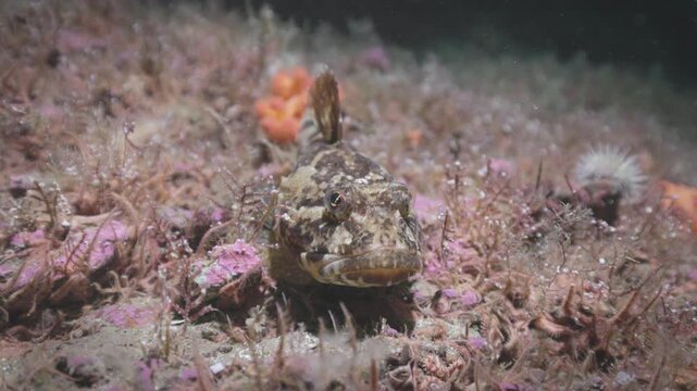 Shorthorn sculpin resting on rocky sea floor in Perc&eacute;, Quebec, underwater 4K 60FPS marine wildlife footage showcasing cold Atlantic benthic ecosystem and natural camouflage