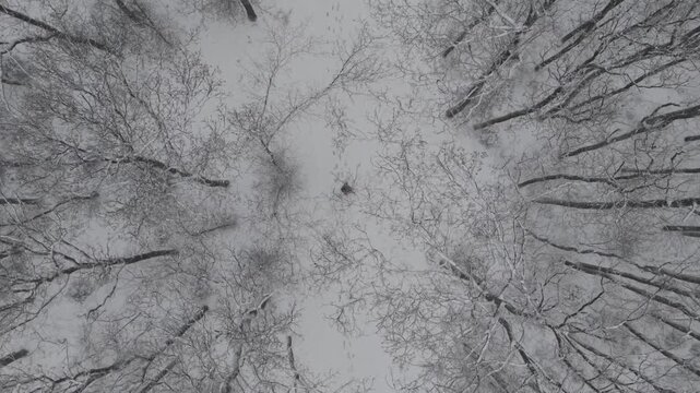 Aerial top-down view of a snow-covered forest path during winter with a single person walking through the scene. Footprints in the snow and bare trees create a quiet, minimalist atmosphere.