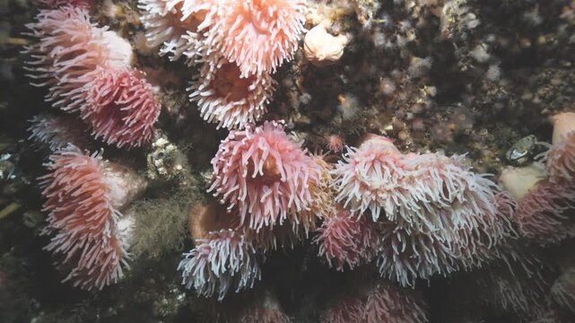 Northern red anemone on rocky sea floor in Perc&eacute;, Quebec, underwater 4K 60FPS marine wildlife footage showcasing cold Atlantic benthic ecosystem