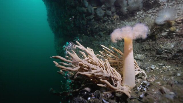 Finger sponge growing on rocky sea floor in Perc&eacute;, Quebec, underwater 4K 60FPS marine wildlife footage showcasing cold Atlantic benthic ecosystem