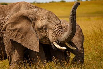 Elefante africano caminando por la sabana, Reserva Nacional Masái Mara, Kenia