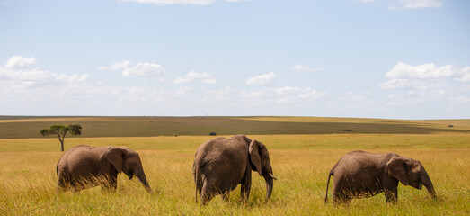 Obraz premium Elefante africano caminando por la sabana, Reserva Nacional Masái Mara, Kenia