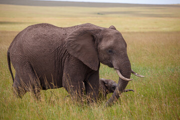 Obraz premium Elefante africano caminando por la sabana, Reserva Nacional Masái Mara, Kenia