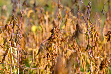 Mature soybean plants standing in field, golden pods indicate strong yield, soil glimpses, research context for sustainable agriculture reports and agronomy presentations