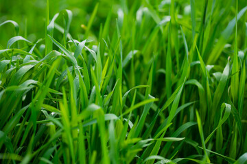 Fresh green grass growing in early spring season. Vibrant spring grass creates a natural green background. Young spring blades of grass symbolize renewal. Lush spring greenery with soft natural