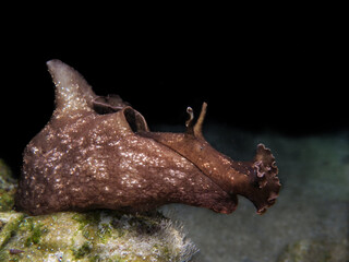 Spotted sea hare from Cyprus