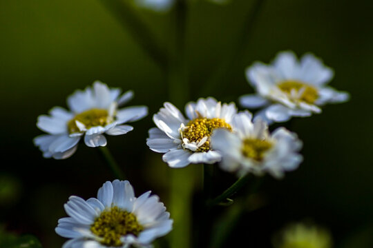 small white chrysanthemums in the garden