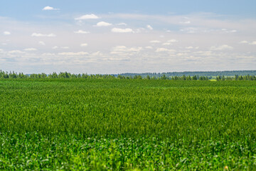 A Stunning Lush Green Agricultural Landscape Beneath a Bright Blue Sky Filled with Clouds