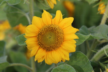 sunflower in the garden, Fort Edmonton Park, Edmonton, Alberta