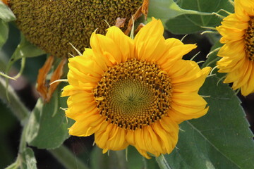 Summer Of Sunflower