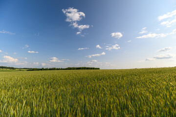 Obraz premium A Vast Green Field Under a Clear Blue Sky Dotted with Fluffy White Clouds Floating Gently