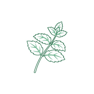 Delicate outline drawing of a fresh mint sprig with detailed green leaves and stem isolated on a clean white background representing natural ingredients freshness and healthy