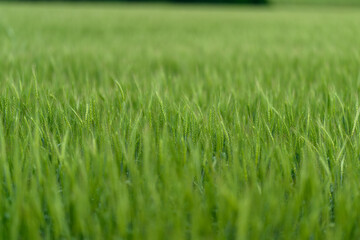 A Lush Green Grass Field Stretching Out Under a Clear Blue Sky in Full View and Harmony