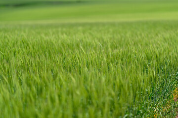 A Lush, Expansive Green Field with Vibrant Grass Thrives in Natures Embrace, Flourishing