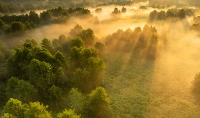 Fototapete Nebliger Morgen Nebelmeer über dichtem Baumwipfelwald  © Piotr Krzeslak