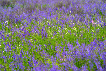 Fototapeta premium A Stunning and Vibrant Wildflower Field Bursting into Full Bloom with Endless Beauty