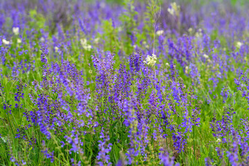 Obraz premium Vibrant Purple Wildflowers are Gorgeous and in Full Bloom, Adding Beauty to the Landscape
