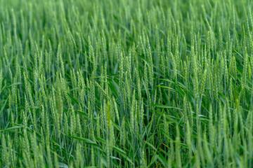 Fototapeta premium A Beautiful Lush Green Wheat Field at Dawn Enhanced by Sparkling Dew Drops on the Crops