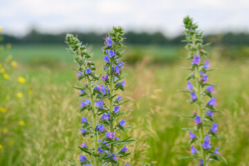 Fototapeta premium Stunning and Beautiful Purple Wildflowers Flourishing in a Lush Green Field Landscape