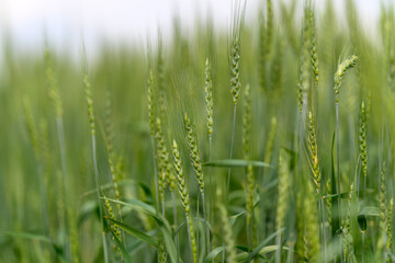 A Beautiful Lush Green Wheat Field Flourishing During the Vibrant Growing Season