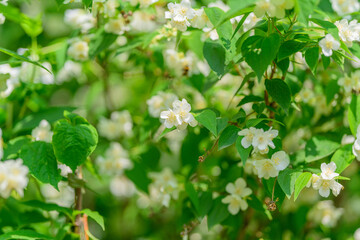 Obraz premium The Beautiful Jasmine Flowers are in Full Bloom, Surrounded by Lush Green Leaves and Nature